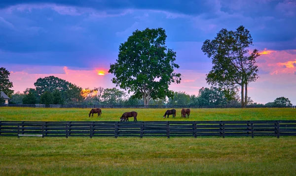 一群带着日落在田里放牧的马 — 图库照片