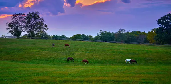 Group Horses Grazing Dusk Field — Stock Photo, Image