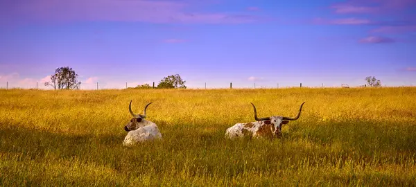 Two Texas Longhorn Cattle Laying Field — Stock Photo, Image