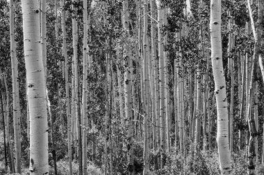 Monochrome image of a Aspen Grove near Telluride, CO.