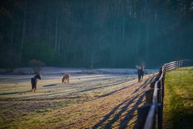 Horses grazing on a frosty morning near Brevard, NC. clipart