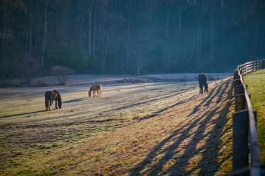 Horses grazing on a frosty morning near Brevard, NC. clipart