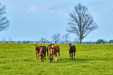 Group of horses walking toward camera in a field.