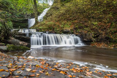 Stockdale Beck Scaleber Beck 'e dönüşürken Scaleber Force' daki hızlı akan suyun yanında altın renkli yapraklar görülüyor..