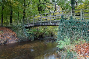 Küçük ahşap bir köprü, sonbaharda Yorkshire 'daki daha büyük bir nehir rıhtımına akan bir derenin üzerinde kemer şeklinde resmedilmiş..