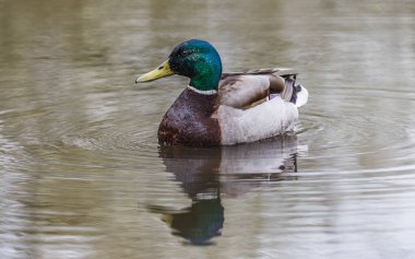 Su yüzeyinde yansıyan bir yaban ördeği..