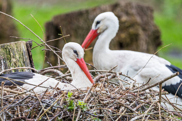 White stork parents in waiting seen making a large nest using sticks, twigs and dead leaves.