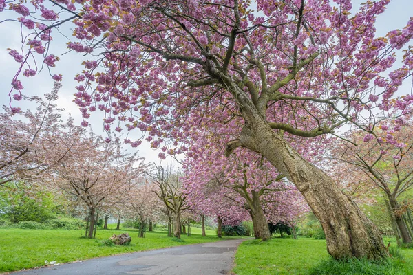 Cherry Blossom Avenue Trees Public Park Liverpool Seen April 2023 — Stock Photo, Image