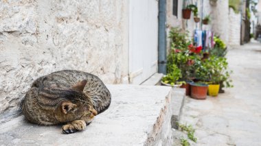 Yalnız bir kedi, Kotor Körfezi 'nde Perast' ta arka sokakta bir basamakta kestirirken resmedilmiş..