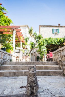 Mayıs 2023 'te Karadağ' ın Budva kentindeki restoranların etrafında yiyecek umuduyla bir kedi pusuya yattı.
