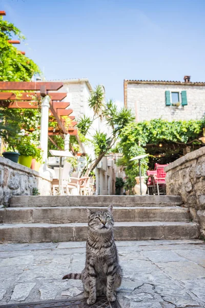 stock image A cat lurks around resturants in the old town part of Budva, Montenegro in May 2023 in the hope of food.