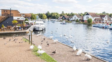 Ağustos 2023 'te Norfolk Hatunları' nın resmedilen yoğun bölümlerinden biri olan Wroxham 'daki Bure Nehri kıyısında görülen kuşlar..