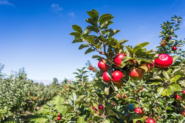 在诺福克的蓝天下看到两排满了水果的苹果树 几乎可以采摘了 图库照片