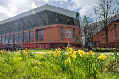 Mart 2024 'te Liverpool Futbol Kulübü' nün resmi olan Anfield Stadyumu 'nun önünde güzel nergisler resmedildi..