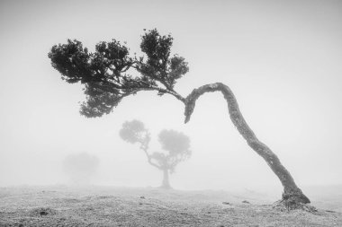 A black and white image of a younger Laurel tree in Fanal Forest surrounded by fog.  The mysterious scene looks like the subject has a long neck and is looking down on another tree in the distance. clipart