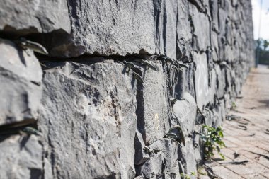 Madeira 'da güneş ışığına bakan bir duvarı işaretleyen kayaların üzerinde ve arasında güneşlenen sayısız Madeiran duvar kertenkelesi görülüyor..