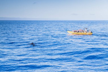 3 Ağustos 2024 tarihinde Portekiz 'in Madeira kıyısında Atlantik Okyanusu' nda küçük bir teknede turistler tarafından izlenen bir çift şişe burunlu yunus..