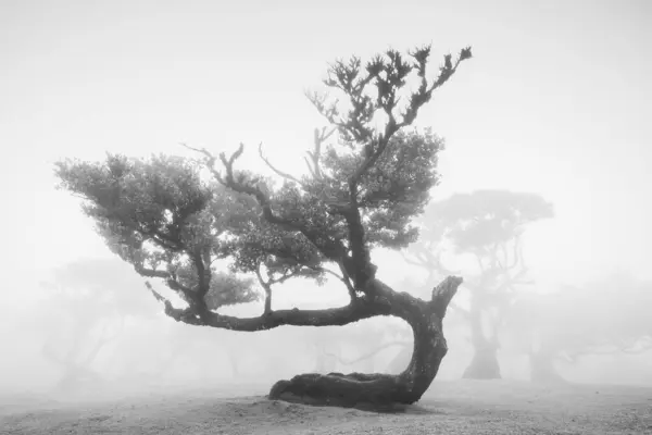 stock image A black and white image of a lone laurel tree in Fanal shrouded in fog creating a mystical and enchanted feel.