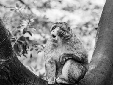 A black and white image of a Barbary macaque yawning whilst sat in a curve of a tree. clipart