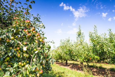 Norfolk 'ta yaz mevsiminde meyve bahçesindeki ağaçlardan sarkan olgun elmalar..