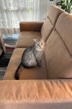 Parkta yürüyen İskoç Heteroseksüel Kedi Zarif Gri Kedi