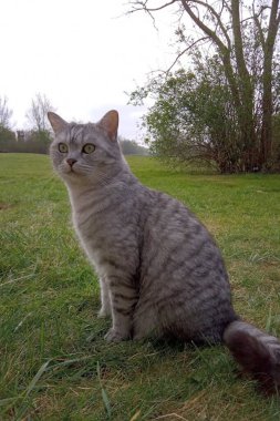 Parkta yürüyen İskoç Heteroseksüel Kedi Zarif Gri Kedi