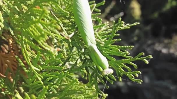 Praying Mantis Branch Coniferous Plant High Quality Fullhd Footage — Stock Video