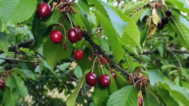 Yazın ağaçta olgun kırmızı kirazlar, tatlı kiraz. Yüksek kaliteli FullHD görüntüler