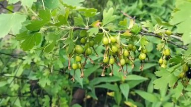 Yazın bir çalılıkta olgunlaşmamış kuşüzümü, olgunlaşmamış yeşil böğürtlenlere yakın çekim. Yüksek kaliteli FullHD görüntüler