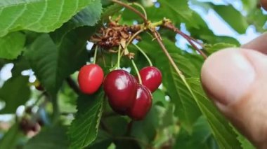 Bahçeden kiraz topluyorum. Bir daldan taze ve olgun kiraz toplamaya yakın çekim. Yüksek kaliteli FullHD görüntüler