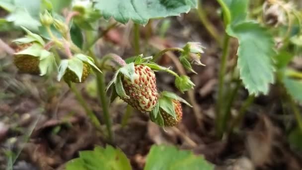 Άγουρες Φράουλες Μια Προτομή Φυτών Στον Κήπο Καλοκαιρινά Φρούτα Χορτοφαγικά — Αρχείο Βίντεο