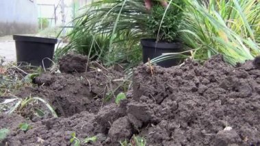 Kozalaklı katil tohumları yeni bir yere ekiliyor. Bir kadının elleri bir fidanı hazırlanmış bir deliğe indirir. 