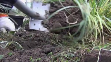 Bir sonbahar günü, bir bahçıvan bahçeye bitki dikmek için kürekle bir çukur kazar. 