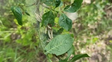 Böcekler: Elma ağacının üzerinde gelincik larvası. Dallarda ve yapraklarda örümcek ağları ve tırtıllar