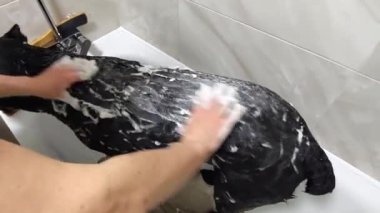 Yürüyüşten sonra, sahibi Cane Corso 'nun büyük siyah bir köpeğini şampuan ve köpükle banyo ettirir. O, duştaki suyla köpüğü duruluyor. Spa tedavisi gören hayvanlar.