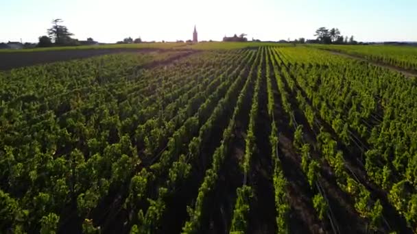 Vue Aérienne Vignobles Bordeaux Saint Emilion Dans Région Aquitaine Département — Video