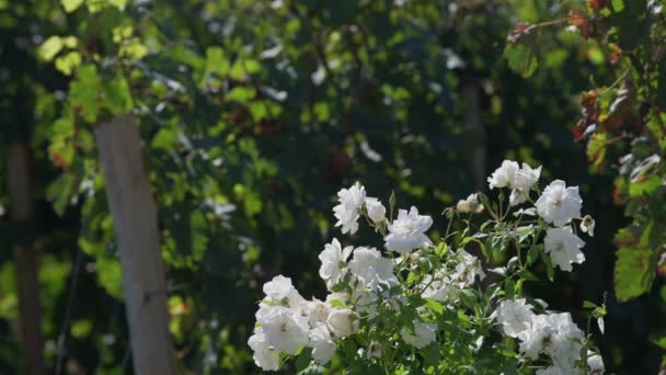 Viñedos Burdeos Rosas Blancas Final Fila Saint Emilion Zona Aquitania — Vídeo de stock