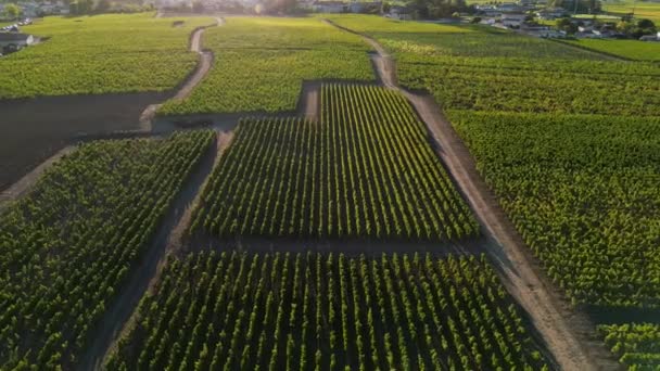 Uitzicht Vanuit Lucht Bordeaux Wijngaarden Saint Emilion Aquitaine Het Departement — Stockvideo