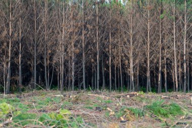 Fransa 'da büyük çaplı bir yangından sonra çam ormanı, yanmış bir ormanın manzarası yangınlardan sonra ölü orman, orman yangınından sonra yeni yeşil bitki örtüsü, yüksek kalitede fotoğraf.
