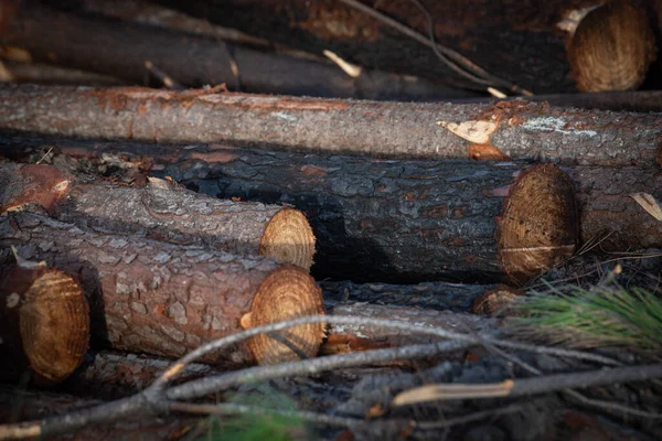 Сосновый Лес После Крупномасштабного Пожара Франции Пейзаж Сгоревшего Леса Мертвый — стоковое фото