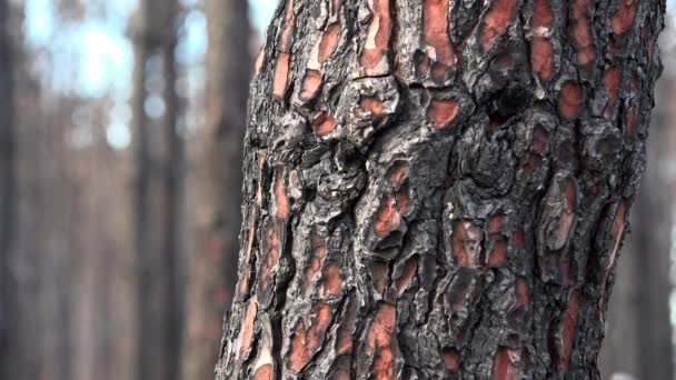 Floresta Pinheiro Após Incêndio Grande Escala França Paisagem Uma Floresta — Vídeo de Stock