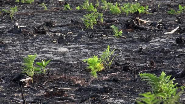 Δάσος Πεύκου Μετά Από Πυρκαγιά Μεγάλης Κλίμακας Στη Γαλλία Τοπίο — Αρχείο Βίντεο