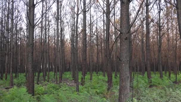 Bosque Pino Después Incendio Gran Escala Francia Paisaje Bosque Quemado — Vídeos de Stock