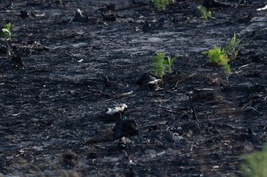 Fransa 'da büyük çaplı bir yangından sonra çam ormanı, yanmış bir ormanın manzarası yangınlardan sonra ölü orman, orman yangınından sonra yeni yeşil bitki örtüsü, yüksek kalitede fotoğraf.