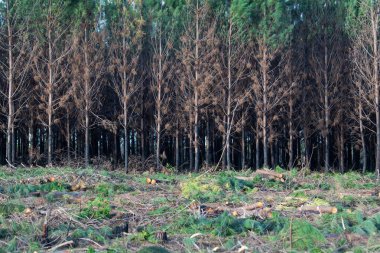 Fransa 'da büyük çaplı bir yangından sonra çam ormanı, yanmış bir ormanın manzarası yangınlardan sonra ölü orman, orman yangınından sonra yeni yeşil bitki örtüsü, yüksek kalitede fotoğraf.