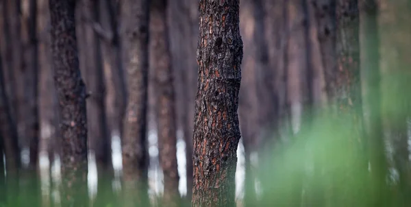 Δάσος Πεύκου Μετά Από Πυρκαγιά Μεγάλης Κλίμακας Στη Γαλλία Τοπίο — Φωτογραφία Αρχείου