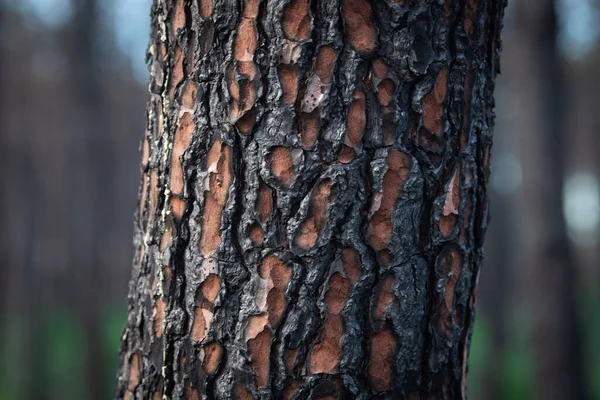 在法国 松树林经历了大规模的火灾 森林景观被烧毁 森林失火后死亡 森林失火后新的绿色植被 高质量的照片 — 图库照片