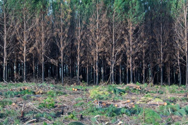 Fransa 'da büyük çaplı bir yangından sonra çam ormanı, yanmış bir ormanın manzarası yangınlardan sonra ölü orman, orman yangınından sonra yeni yeşil bitki örtüsü, yüksek kalitede fotoğraf.