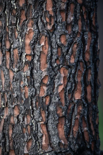 Tallskog Efter Storskalig Brand Frankrike Landskap Bränd Skog Döda Skogen — Stockfoto