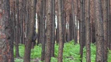 Fransa 'da büyük çaplı bir yangından sonra çam ormanı, yanmış bir ormanın manzarası yangınlardan sonra ölü orman, orman yangınından sonra yeni yeşil bitki örtüsü, yüksek kalitede fotoğraf.